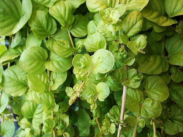 lysimachia